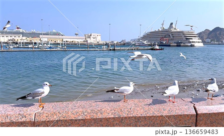 Seagulls On Harbor Wall By Cruise Ship, Calm Blue Water, Sunlit Promenade, Distant Yachts, Serene Coastal Atmosphere, Gentle Breeze Over Quay, Subtle Reflections On Water Seagulls On Harbor Wall By Cruise Ship, Calm Blue Water, Sunlit Promenade, Distant Yachts, Serene Coastal Atmosphere, Gentle Breeze Over Quay, Subtle Reflections On Water 136659483