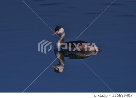 春の湖のカンムリカイツブリ 春の湖のカンムリカイツブリ 136659497
