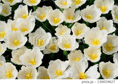 Elegant white fringed honeymoon tulips with yellow centers bloom in a spring garden creating a beautiful floral background for nature and plant design Elegant white fringed honeymoon tulips with yellow centers bloom in a spring garden creating a beautiful floral background for nature and plant design 136659627