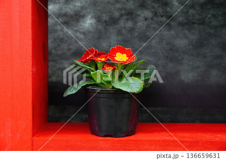 Vibrant red primrose flowers with yellow centers bloom in a black pot on a bright red wooden shelf creating a colorful spring floral background 136659631