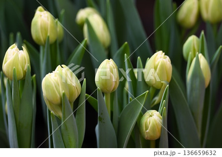 Vibrant cream yellow avant garde tulip buds bloom among lush green leaves in a spring garden creating a beautiful natural background for floral design 136659632