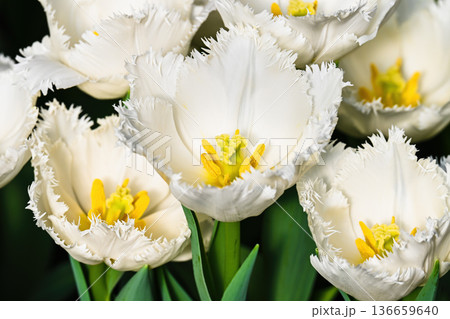 White fringed tulips macro close up with soft blurred background spring bloom freshness floral texture and seasonal renewal concept 136659640