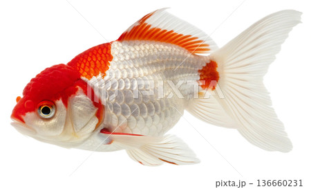gold fish isolated on transparent background gold fish isolated on transparent background 136660231
