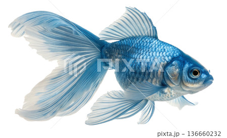 gold fish isolated on transparent background gold fish isolated on transparent background 136660232