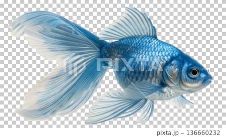 gold fish isolated on transparent background gold fish isolated on transparent background 136660232