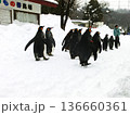 旭山動物園のペンギンの散歩(北海道旭川市) 旭山動物園のペンギンの散歩(北海道旭川市) 136660361