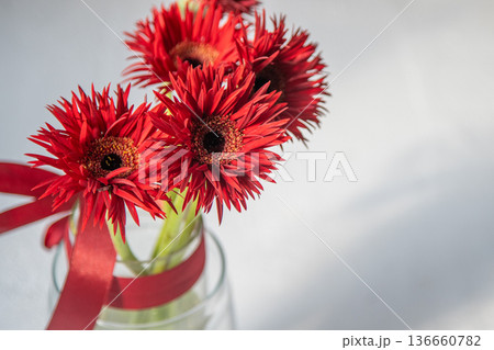 Gerbera Red Flower 136660782