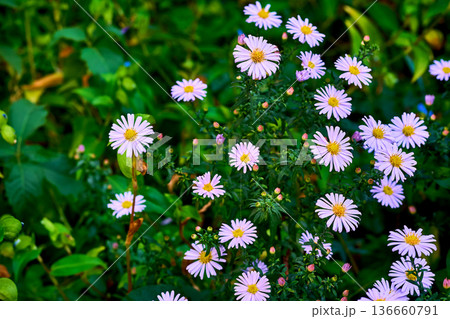 Spring mood.Bush of purple New Belgian aster Symphyotrichum novi belgii Spring mood.Bush of purple New Belgian aster Symphyotrichum novi belgii 136660791