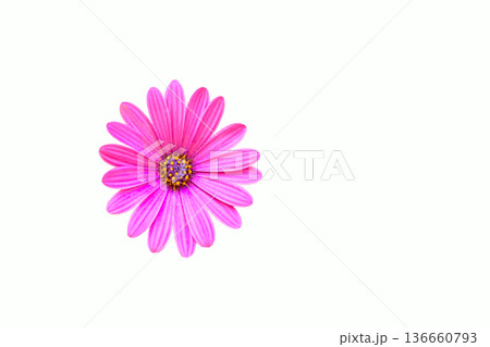 Pink flower head of Dimorphotheca ecklonis,Cape Margarita on white Pink flower head of Dimorphotheca ecklonis,Cape Margarita on white 136660793