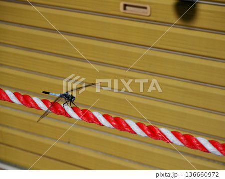 休憩中のシオカラトンボ 136660972