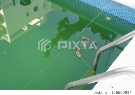 Unmaintained swimming pool filled with green water and floating debris. Abandoned residential pool shows neglect and algae growth 136660984