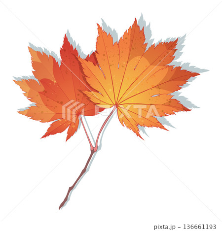 Red-yellow colored autumn maple leaves isolated on white background. Realistic style illustration. Red-yellow colored autumn maple leaves isolated on white background. Realistic style illustration. 136661193