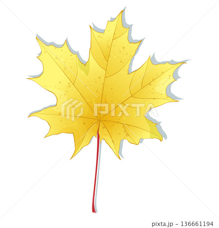 Hand-drawn yellow colored autumn maple leaf isolated on white background. Flat style illustration. Hand-drawn yellow colored autumn maple leaf isolated on white background. Flat style illustration. 136661194