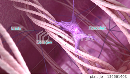 Skin extracellular matrix structure. Fibroblasts, collagen and elastin fibers in the young healthy skin. 3D rendered illustration Skin extracellular matrix structure. Fibroblasts, collagen and elastin fibers in the young healthy skin. 3D rendered illustration 136661408