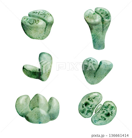 Lithops living stone succulents with spotted texture, muted desert colors. Isolated illustration hand drawn in watercolor. Botanical education, rare plant guides, home gardening, scientific visuals. 136661414