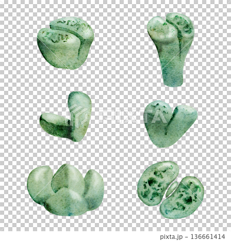 Lithops living stone succulents with spotted texture, muted desert colors. Isolated illustration hand drawn in watercolor. Botanical education, rare plant guides, home gardening, scientific visuals. 136661414