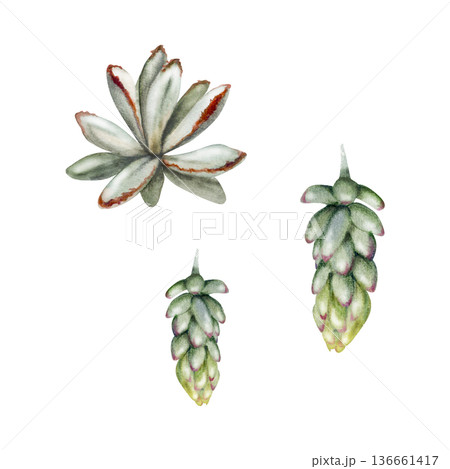 Sedum plant with dense foliage and rounded leaves. Isolated illustration hand drawn in watercolor. Plant care visuals, sustainable landscaping materials. 136661417