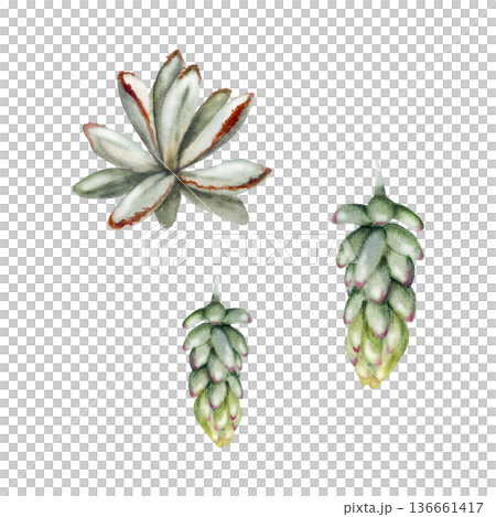 Sedum plant with dense foliage and rounded leaves. Isolated illustration hand drawn in watercolor. Plant care visuals, sustainable landscaping materials. 136661417