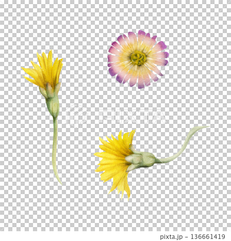 Yellow and purple daisy, dandelion flower, coltsfoot salsify hawkweed aster chamomile coneflower. Isolated illustration hand drawn in watercolor. Green lifestyle branding, modern botanical prints. Yellow and purple daisy, dandelion flower, coltsfoot salsify hawkweed aster chamomile coneflower. Isolated illustration hand drawn in watercolor. Green lifestyle branding, modern botanical prints. 136661419