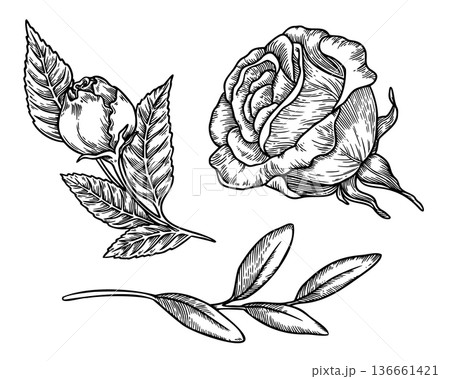 Vintage rose set in black and white sketch style. Realistic hand drawn vector graphic illustration with outline texture. Perfect for greeting card design or decor and nostalgic botanical artwork. Vintage rose set in black and white sketch style. Realistic hand drawn vector graphic illustration with outline texture. Perfect for greeting card design or decor and nostalgic botanical artwork. 136661421