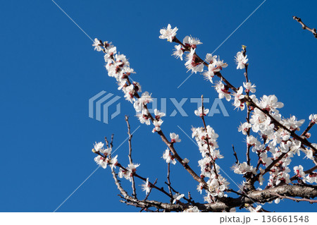 White flowers of apricot tree. Spring flowering branches in the garden. Blue sky 136661548