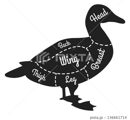 Duck butchery guide. Bird black silhouette diagram Duck butchery guide. Bird black silhouette diagram 136661714