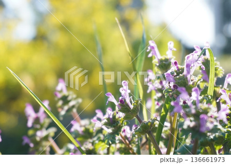 ヒメオドリコソウ 野草 春のイメージ 背景素材 136661973