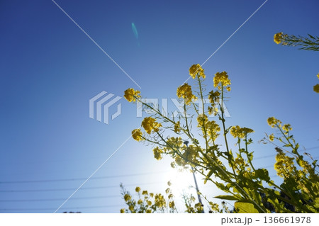 菜の花と青空 春のイメージ 背景素材 136661978