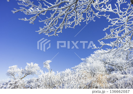 韓国岳の樹氷 136662087