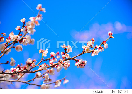 春の訪れを告げる梅の花 136662121