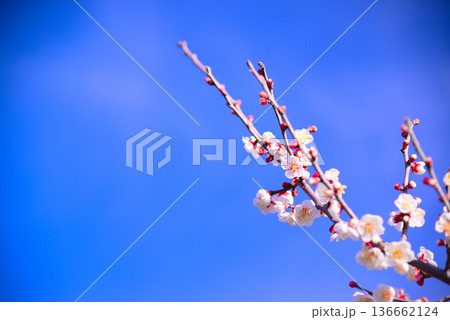 春の訪れを告げる梅の花 春の訪れを告げる梅の花 136662124