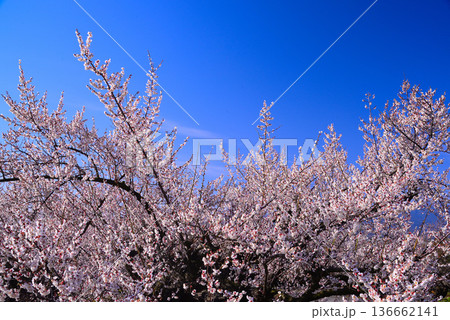 春の訪れを告げる梅の花 136662141