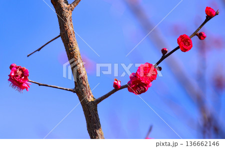 春の訪れを告げる梅の花 136662146