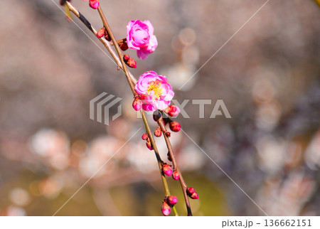 春の訪れを告げる梅の花 136662151