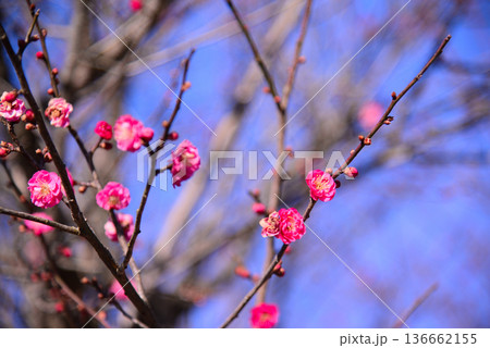 春の訪れを告げる梅の花 136662155