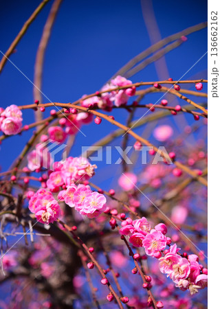春の訪れを告げる梅の花 春の訪れを告げる梅の花 136662162