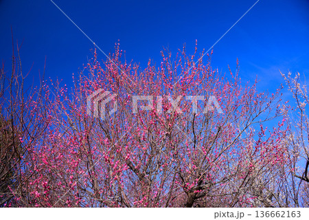 春の訪れを告げる梅の花 136662163