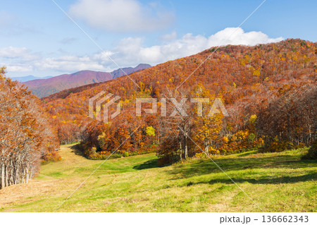 秋の山形蔵王 紅葉の蔵王中央高原 秋の山形蔵王 紅葉の蔵王中央高原 136662343