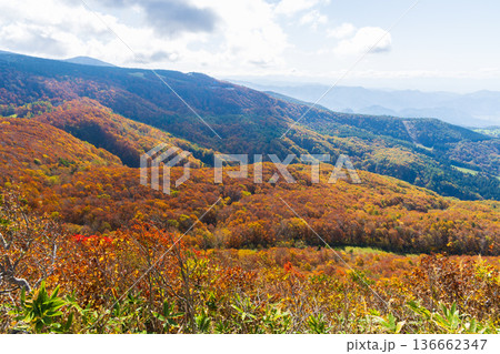 秋の山形蔵王　紅葉の蔵王中央高原　鳥兜山展望台からの眺望 136662347