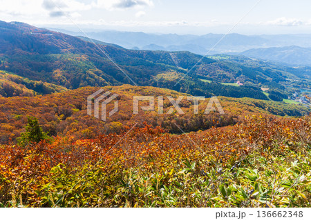 秋の山形蔵王 紅葉の蔵王中央高原 鳥兜山展望台からの眺望 秋の山形蔵王 紅葉の蔵王中央高原 鳥兜山展望台からの眺望 136662348