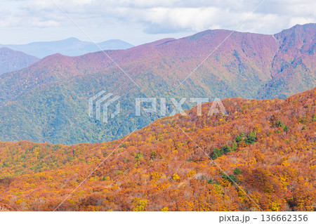 秋の山形蔵王 紅葉の蔵王中央高原 鳥兜山展望台からの眺望 秋の山形蔵王 紅葉の蔵王中央高原 鳥兜山展望台からの眺望 136662356