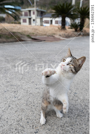 パンチを出す可愛い猫 パンチを出す可愛い猫 136662391