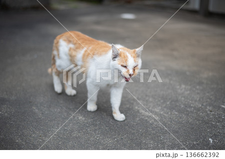 歩く猫 茶白猫 歩く猫 茶白猫 136662392
