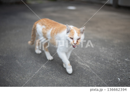 歩く猫　　茶白猫 136662394