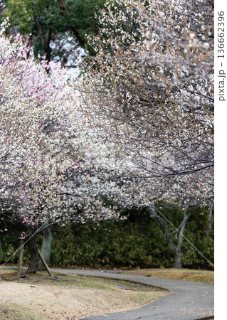 大宮第二公園の梅 大宮第二公園の梅 136662396