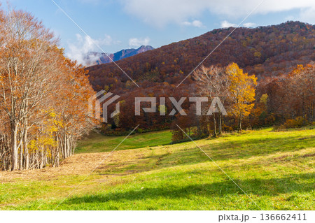 秋の山形蔵王 紅葉の蔵王中央高原 秋の山形蔵王 紅葉の蔵王中央高原 136662411
