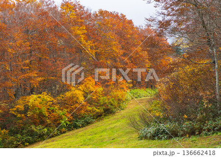 秋の山形蔵王　紅葉の蔵王中央高原 136662418