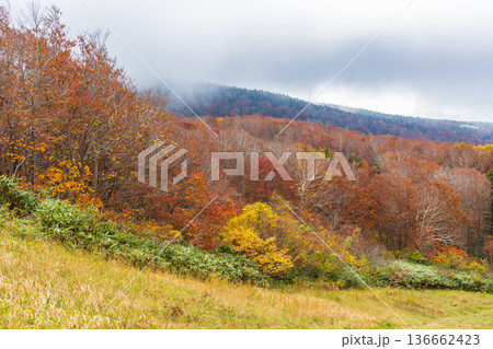 秋の山形蔵王　紅葉の蔵王中央高原 136662423