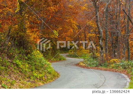 秋の山形蔵王 紅葉の蔵王中央高原 秋の山形蔵王 紅葉の蔵王中央高原 136662424