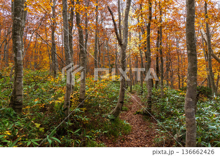 秋の山形蔵王 紅葉の蔵王中央高原 秋の山形蔵王 紅葉の蔵王中央高原 136662426
